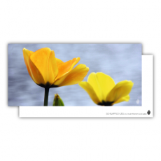 Postkarte | Gelbe Tulpen